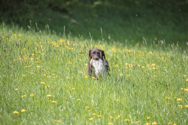 Hundepräsentation 2019